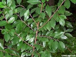 Image result for Ulmus parvifolia
