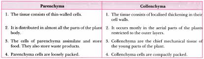Animal tissues and their functions. Tissues Class 9 Extra Questions Science Chapter 6 Learn Cbse