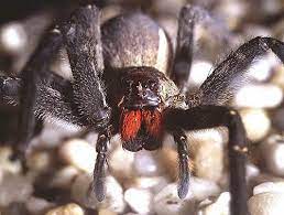 We explain how to identify poisonous spiders in this complete guide so you can ensure your home is safe. The 10 Most Dangerous Spiders In The World