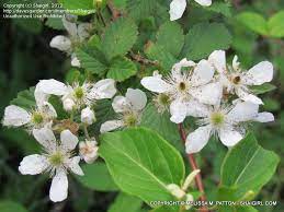 Ferbaceous plants small flowers arranged into umbels. Bush With Small White Flowers And Thorns Hno At