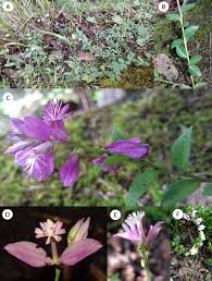 Image result for Polygala persicariifolia