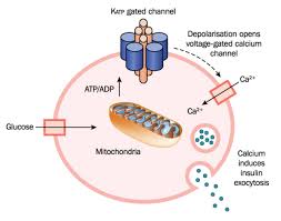 Type 2 Diabetes Genetics Home Reference Nih