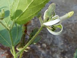 Image result for Grewia sulcata