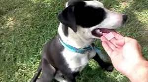 Pitbull border collie is a very active, alert and energetic dog who loves their icon name=paw class= unprefixed_class= for more information on how to train a puppy, you may visit this link: Border Collie Pitbull Mix Shop For Your Cause