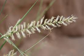 Image result for Cenchrus unisetus