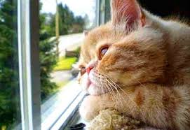 Gambar Kucing Lucu Galau Cute Kittens Anjing Samoyed Gambar Kucing Lucu