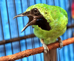 Mengetahui Ciri Ciri Burung Cucak Hijau Siap Lomba Burung Cantik Hijau Hewan