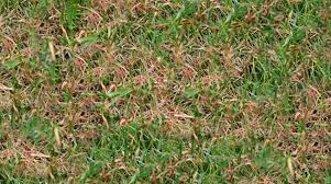 Red Thread Pink Patch In The Lawn What Causes It And How To Cure It