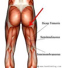 Dealing With High Hamstring Tendinopathy A Practical Guide Golden Trails Blog