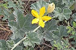 Image result for Mellera lobulata