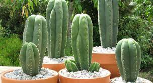 Pipeye, peepeye, pupeye, and poopeye. What Type Of Cactus Is Pictured Trivia Questions Quizzclub