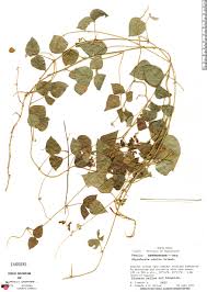 Image result for Rhynchosia caribaea