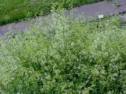 Image result for Galium stenophyllum
