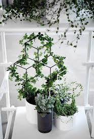 Marvelous Indoor Vines And Climbing Plants Decorations 2 Hoommy Com In 2020 Indoor Vines Ivy Plant Indoor Trellis Plants