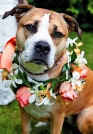 flowers in their coats dog wedding girl and dog wedding pets