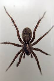 Piotr naskrecki confirms camel cricket identification hi daniel, piotr and i. Climate Change Means Bigger Arctic Spiders But Don T Worry That Could Be A Good Thing Arctictoday