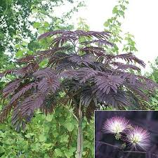 Albizia julibrissin 'summer chocolate', abre de soie : Albizia Julibrissin Summer Chocolate Van Meuwen