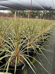 Image result for Cordyline australis