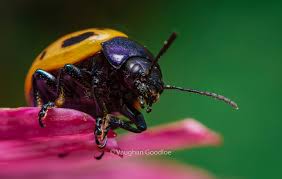 Check spelling or type a new query. Focus Stack Of A Milkweed Leaf Beetle D3400 Laowa 60mm Nikon