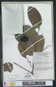 Image result for Orthopichonia cirrhosa