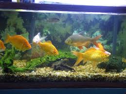 Goldfish benefit from warm water, between 71 to 75 degrees fahrenheit. Think Long And Hard Before Buying Feeder Goldfish As Pets Steemit