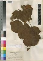 Image result for Dombeya buettneri