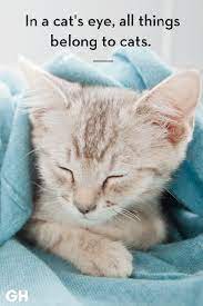 Powerful inspiring friendship quotes and sayings. 25 Best Cat Quotes That Perfectly Describe Your Kitten Funny And Cute Cat Quotes