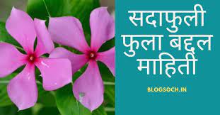 Sadaphuli Flower Information In Marathi Blogsoch Flowers Language