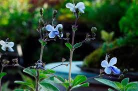 Image result for Rotheca teaguei