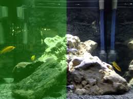 Remember, many types of algae can affect a fish tank. Aquarium Algae Control Removal Nualgi Aquarium
