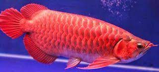 Ikan Arwana Ikan Patin Liar Pakan Untuk Arwana Rahasia Umpan Umpan Ikan Arwana Umpan Ikan Bandeng Umpan Ikan Baung Umpan Ikan Bawal Ikan Ikan Akuarium Habitat