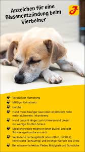 For use in cats and dogs. Blasenentzundung Beim Hund Symptome Und Behandlung