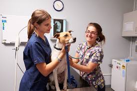 Pets and vets have over 10 clinics across the state of western australia. Student Veterinary Clinic At South Metropolitan Tafe Hayman Rd Bentley Wa 6102 Australia