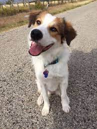 Here Is Our Savannah Border Collie Great Pyrenees Mix Adopted 9 12 15 Photo By Jas Unique Dog Breeds Rare Dog Breeds Hybrid Dogs