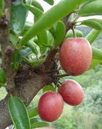 Image result for Ximenia