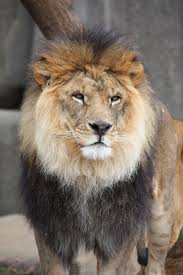 List Of National Animals National Animal Animals National Animal Of England