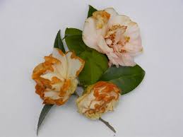 A few carefully selected roses (rosa spp.) can instantly transform gray mold, also known as botrytis blight, attacks when airborne botrytis cinerea spores land on a rose's wet, damaged flowers or buds. 3 Insects And Diseases Of Camellias A Heron S Garden