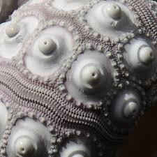 Image result for sputnik sea urchin
