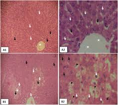 Image result for Fadogia arenicola