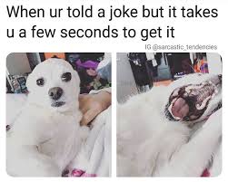 Get ready to laugh out loud! I Can Has Cheezburger Jokes Funny Animals Online Cheezburger