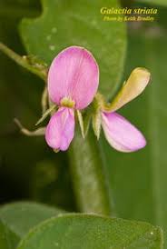 Image result for Galactia striata