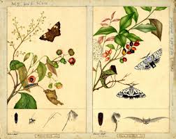 Harriet And Helena Scott The Sisters Painting Butterflies In Colonial Sydney In Pictures Painting Drawing Illustration Botanical Art