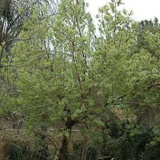 Image result for Combretum erythrophyllum