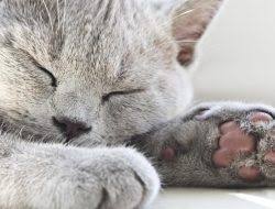 Kedi Isimleri Erkek Disi Kedi Isimleri Miyhav Com