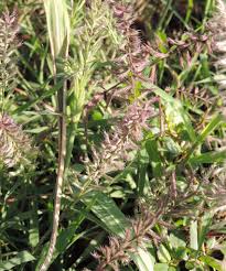 Image result for Dinebra