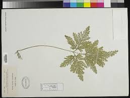 Image result for Selaginella vogelii