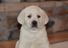 Labrador retriever puppies for sale and dogs for adoption in minnesota, mn. Minnesota White English Labrador Retriever Puppies Snow White Polar Bear White Lab Retriever Breeders Ra Labrador Retriever English Labrador Yellow Lab Puppies