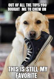 Funny Dog Meme Of A Yellow Lab That Has A High Top In Their Mouth Dogs Dogmemes Cuteanimals Labrador Barkingla Labrador Funny Labrador Retriever Dog Mems