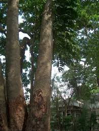 Image result for Khaya grandifoliola