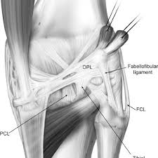 The Posterior Aspect Of The Human Right Knee Opl Oblique Popliteal Download Scientific Diagram